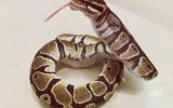 snake python