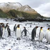 Macquarie Island