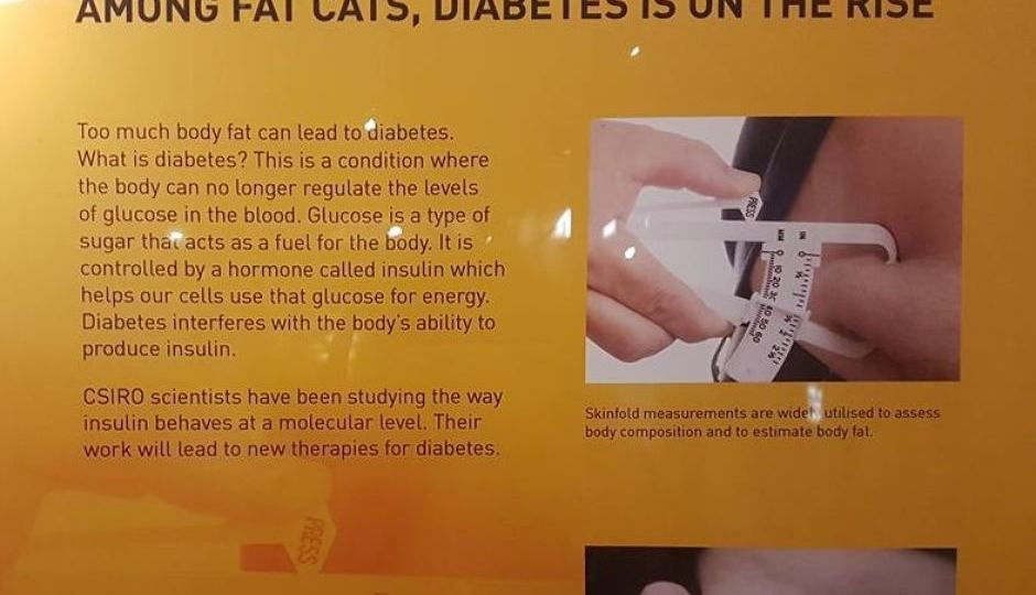 fat cats poster slammed