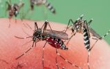 mosquito invasion