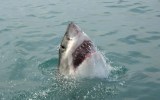 Great White Shark