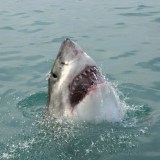 Great White Shark