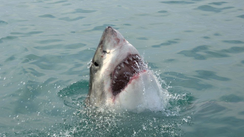 Great White Shark