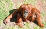 Puan orangutan Perth Zoo