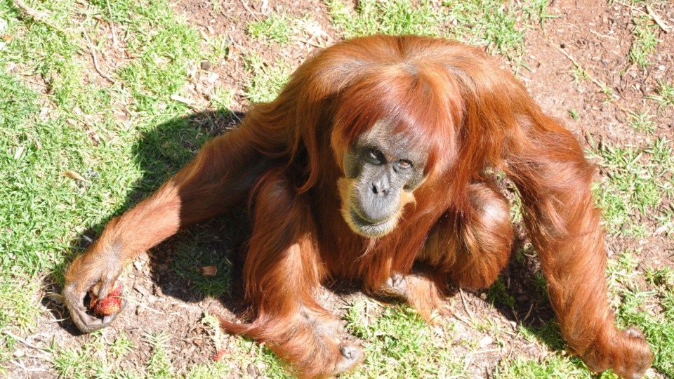 Puan orangutan Perth Zoo