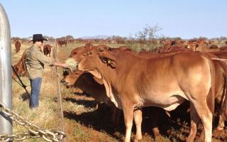 cows seaweed