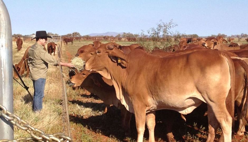 cows seaweed