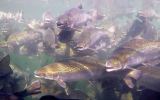 Farmed salmon