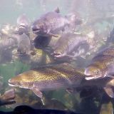Farmed salmon