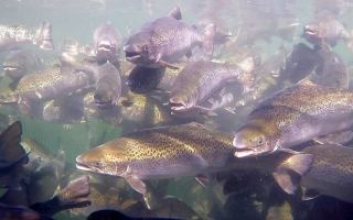 Farmed salmon
