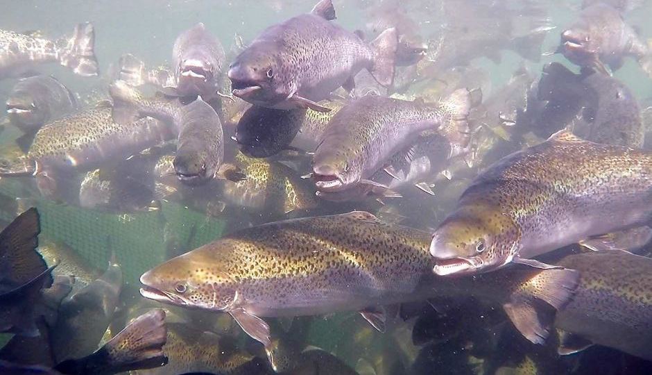 Farmed salmon