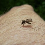 mosquito on hand