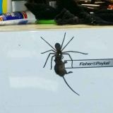 Huntsman spider versus mouse