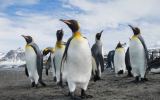 Penguins
