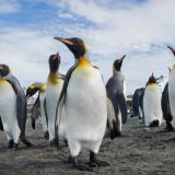 Penguins