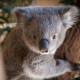 Willow the koala joey