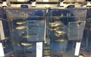 Zebra fish