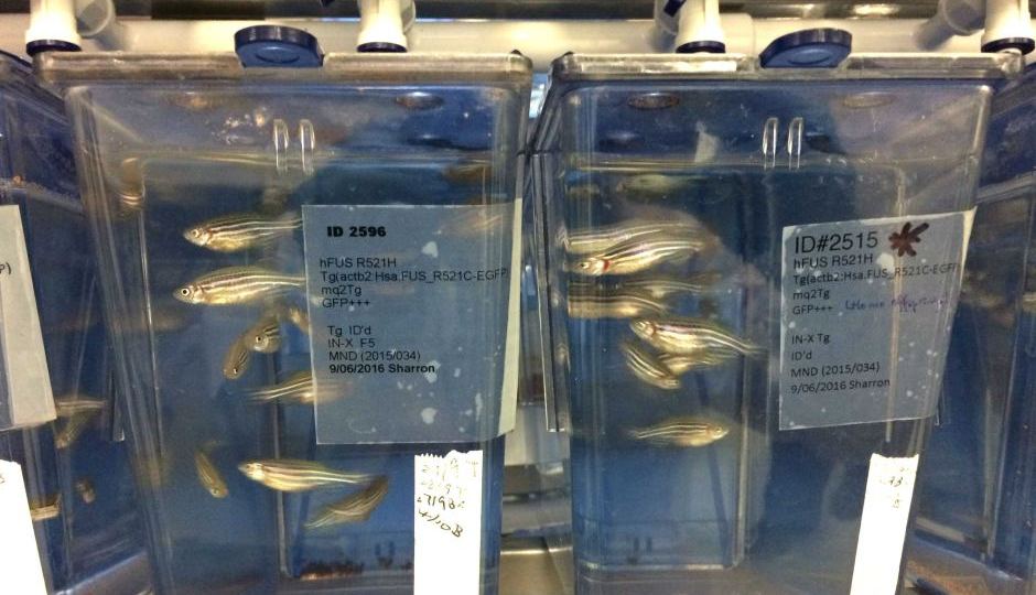 Zebra fish
