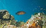 Great Barrier Reef