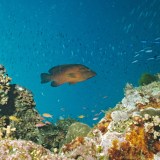 Great Barrier Reef
