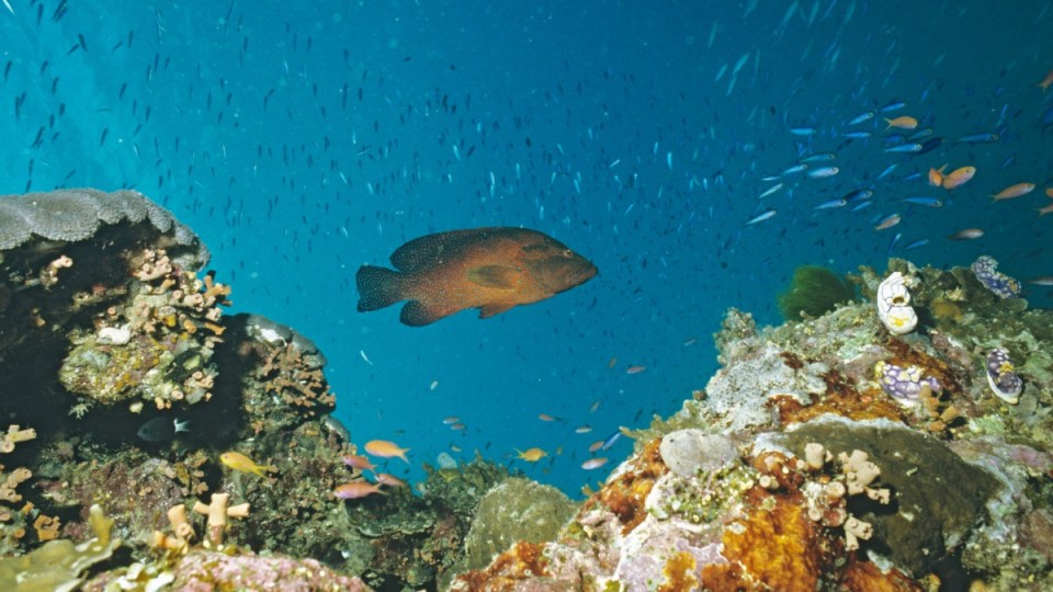 Great Barrier Reef