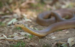 King brown snake