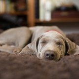 Sleeping dog