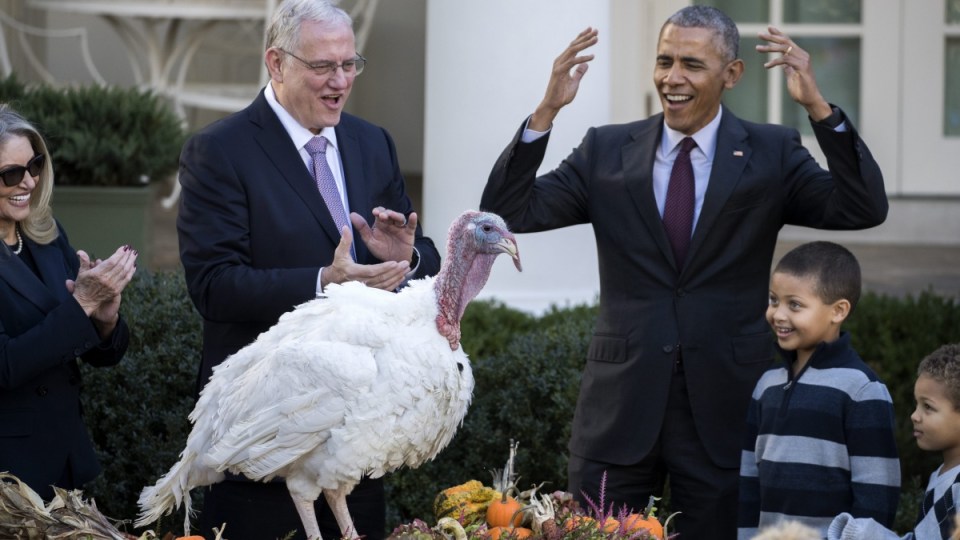 President Obama turkey puns Thanksgiving pardon