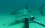 Clever Buoy can warn swimmers and surfers