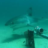 Clever Buoy can warn swimmers and surfers