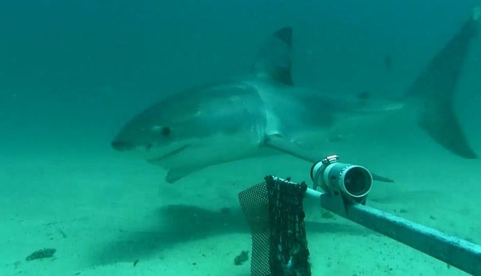 Clever Buoy can warn swimmers and surfers