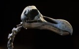 Dodo skeleton