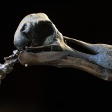 Dodo skeleton