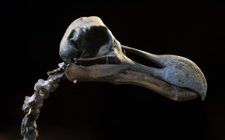 Dodo skeleton