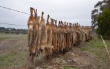 fox hunt hoax