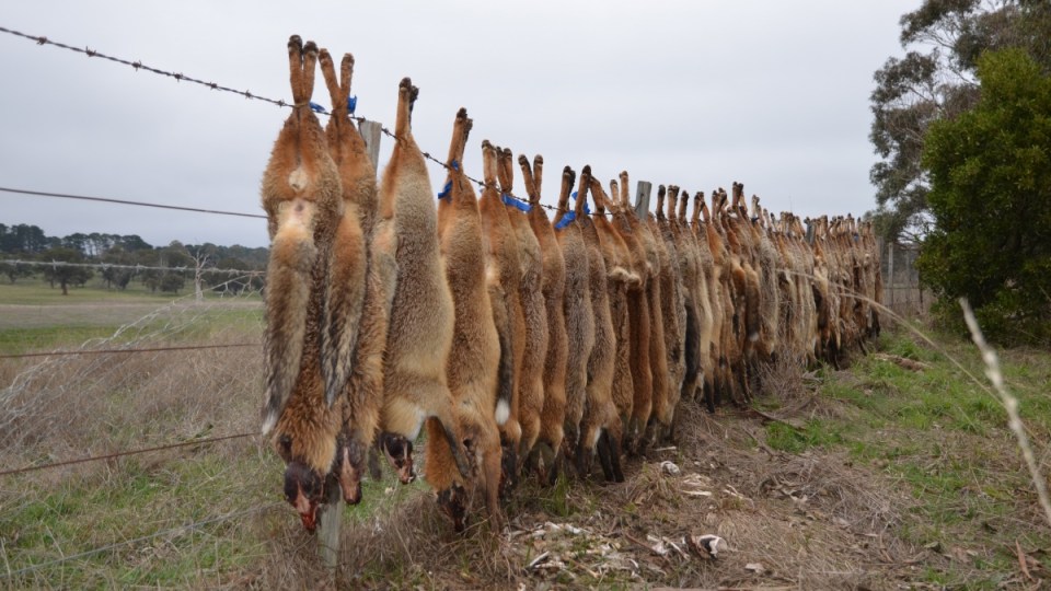 fox hunt hoax