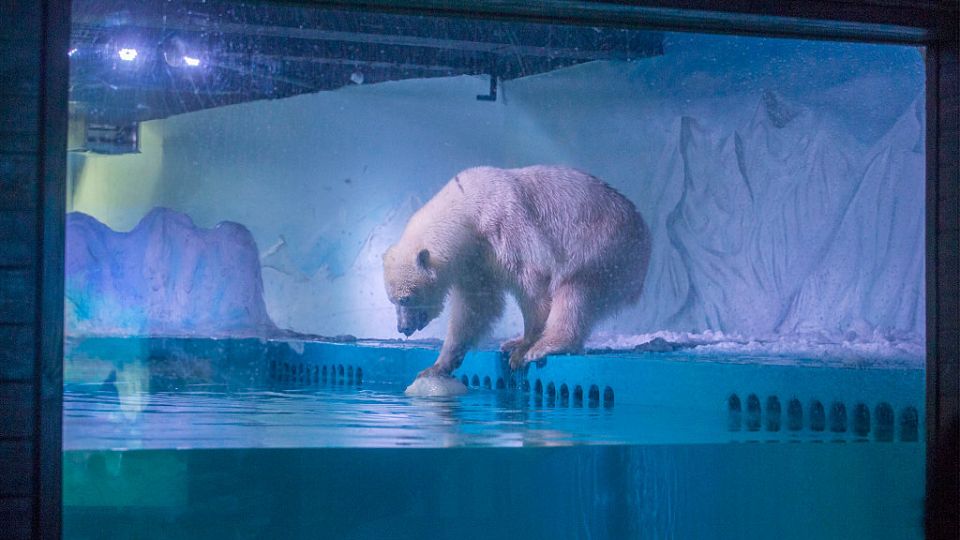 Pizza polar bear