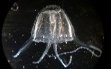 irukandji-jellyfish