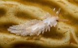 Macleay's Spurilla