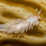 Macleay's Spurilla