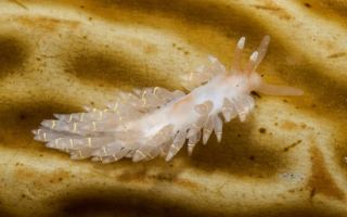 Macleay's Spurilla
