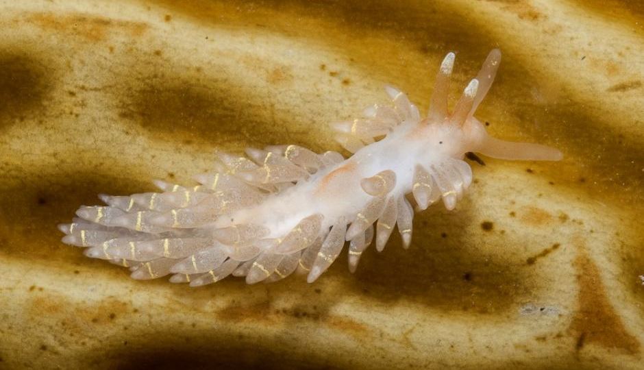 Macleay's Spurilla
