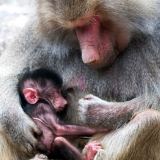 Mother cuddles newborn baboon