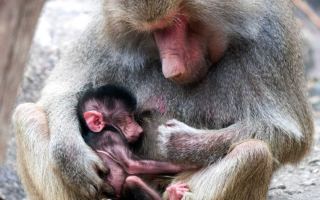 Mother cuddles newborn baboon