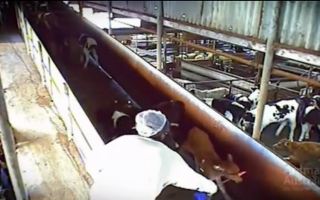 riverside abattoir cruelty
