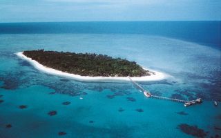 Coral die off record