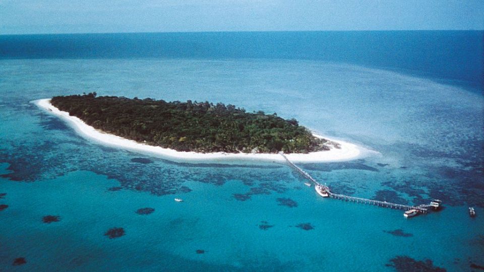 Coral die off record
