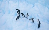 penguin fight video