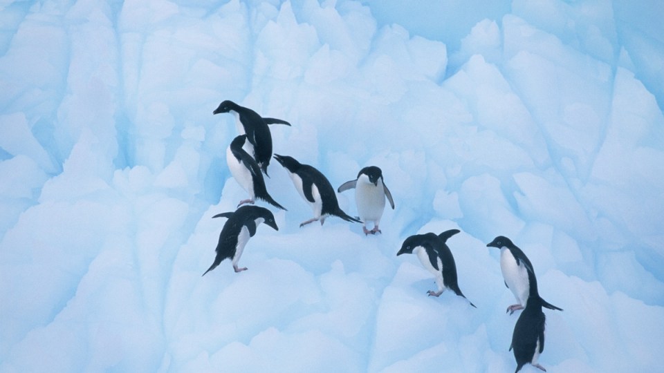 penguin fight video
