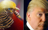 Trump pheasant